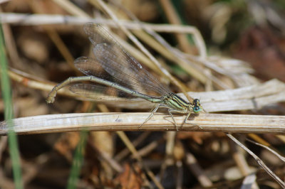 blauwe breedscheenjuffer, Wijk bij Duurstede