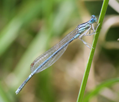 blauwe breedscheenjuffer, Wijk bij Duurstede
