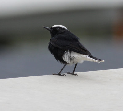 white-crowned black wheatear / witkruintapuit, Oestgeest