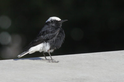 white-crowned black wheatear / witkruintapuit, Oestgeest