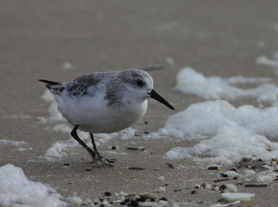 sanderling / drieteenstrandloper WK