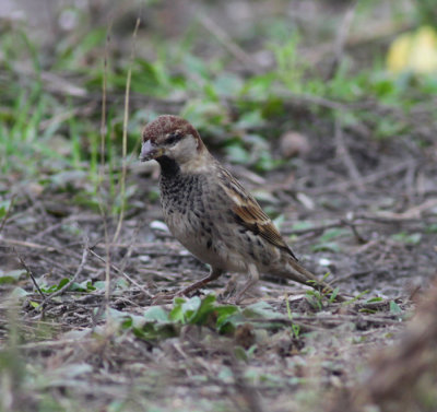 spanish sparrow / spaanse mus, Maasvlakte