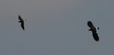 oriental pratincole / oosterse vorkstaartplevier, Tholen
