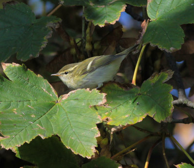 yellow-browed warbler / bladkoning, WK