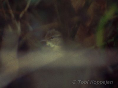 raddes warbler / raddes boszanger, Vlieland