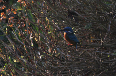 hoopoe & kingfishers