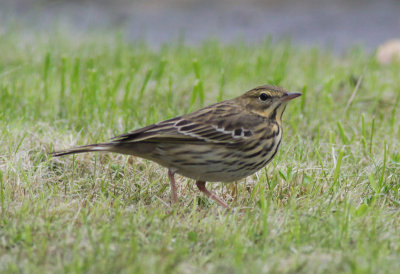 tree pipit / boompieper, Middelburg