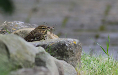 tree pipit / boompieper, Middelburg