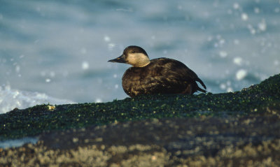 common scoter / zwarte zeeend, Brouwersdam