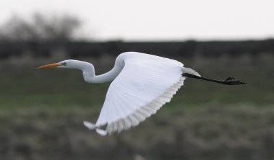 great white egret / grote zilverreiger, Middelplaten