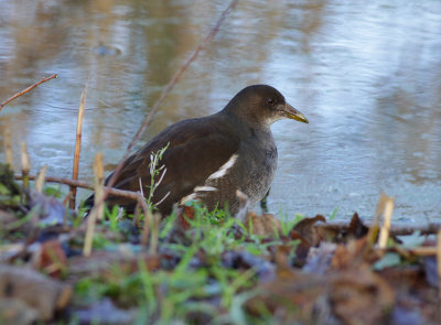 moorhen / waterhoen