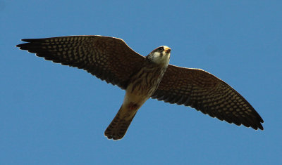 red-footed falcon / roodpootvalk, WK