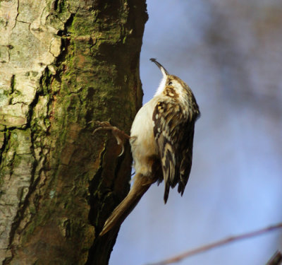 short-toed treecreeper / boomkruiper