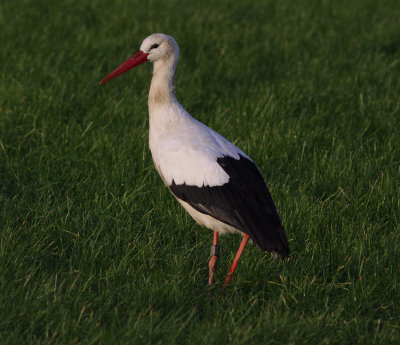 white stork / ooievaar, Gapinge