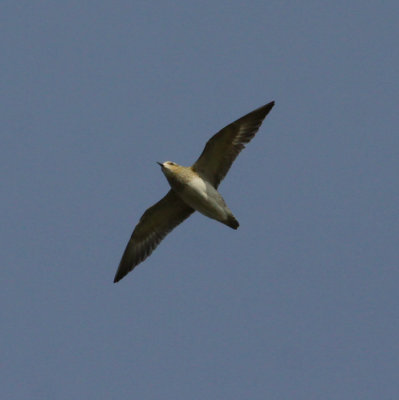 golden plover / goudplevier, Middelburg