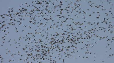 golden plover / goudplevier, Middelburg