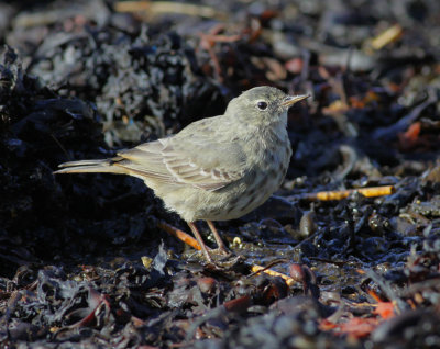 rock pipit / oeverpieper, Neeltje Jans