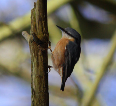 nuthatch / boomklever, Oranjebos