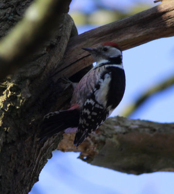 middle spotted woodpecker / middelste bonte specht