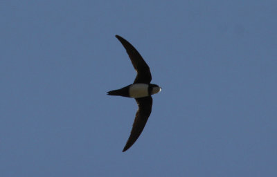 alpine swift