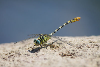 Dragonflies of Lesvos 