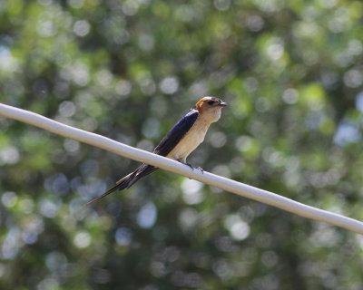 red rumped swallow