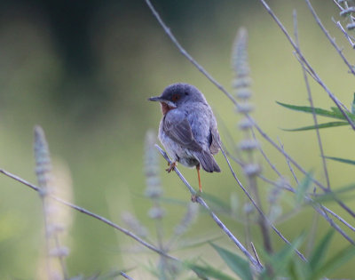 subalpine warbler