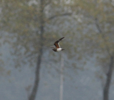 collared pratincole / vorkstaartplevier, Westdorpe, ZLD