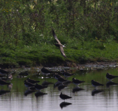 oriental pratincole / oosterse vorkstaartplevier, Tholen, ZLD