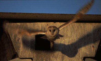 barn owl / kerkuil, Vrouwenpolder