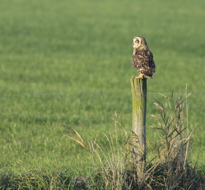 short-eared owl / velduil, St. Laurens