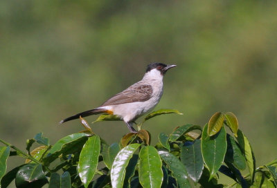 sooty-headed bulbul