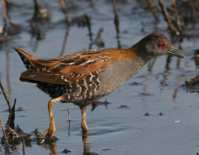 crakes & rails