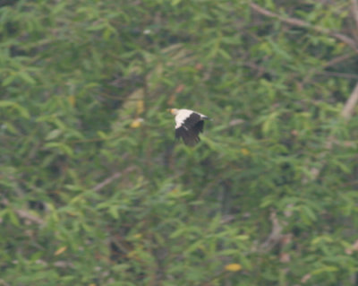 black-winged starling, Muare Anke