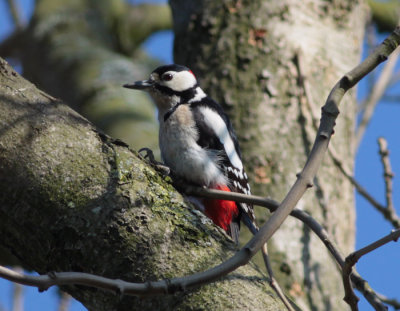 great spotted woodpecker / grote bonte specht