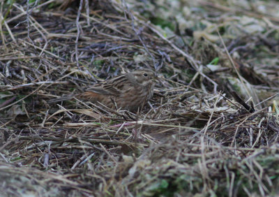 pine bunting / witkopgors, Wilhelminadorp