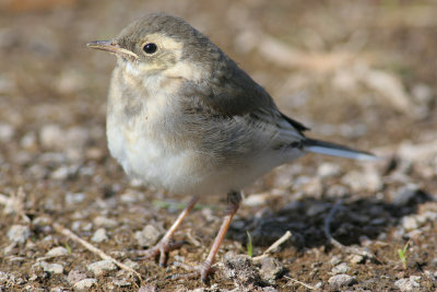 white wagtail / witte kwikstaart, Keihoogte