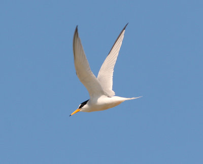 little tern / dwergstern