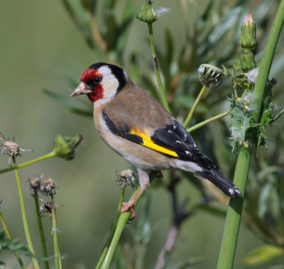 goldfinch / putter, Vrouwenpolder