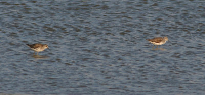 marsh sandpiper / poelruiter, Westkapelle