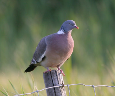 pigeons