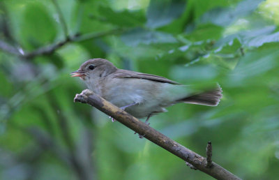 garden warbler /  tuinfluiter, Schotsman