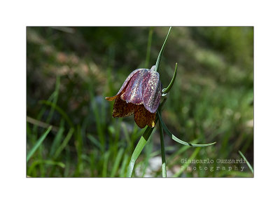 Fritillaria orientalis Adam