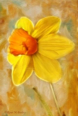 Daffodil  Dreams