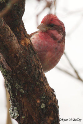 Purple Finch