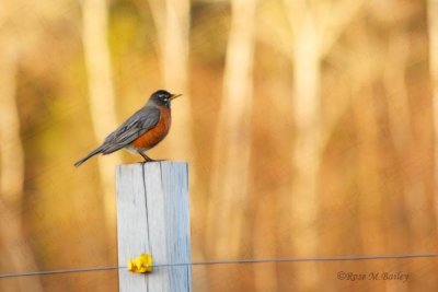 Robins Sonnet