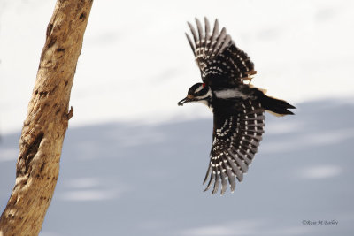 Woodpecker in flight