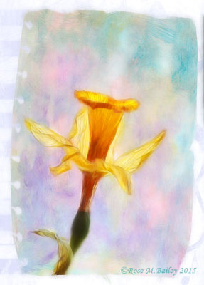 Dreaming of Daffodils