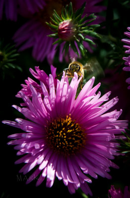Bee