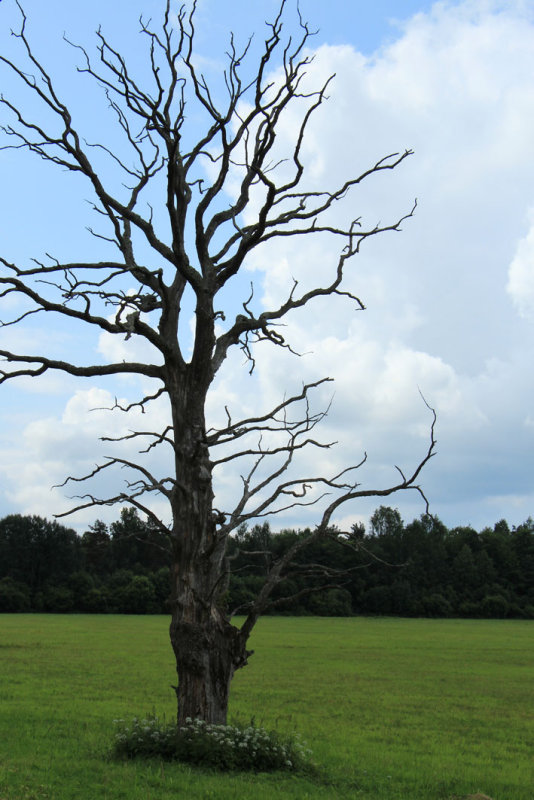 Saaremaa 